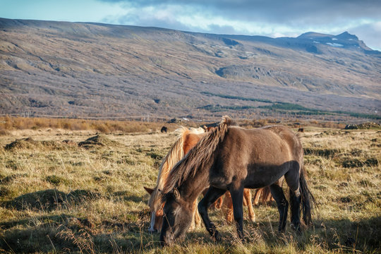 Islands reine Pferde, wunderschöne Island Pferde, Ponys_004