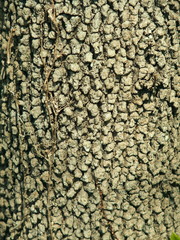 ハナミズキの幹