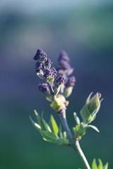 close up of a young lilac (Syringa vulgaris) leaf. the budding lilac bud in the spring