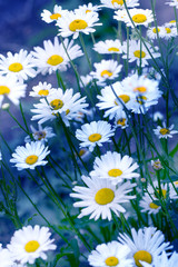 Fototapeta premium Chamomile field flowers border. Beautiful nature scene with blooming medical chamomilles