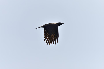 crow