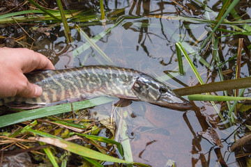 Catch and release. Small Freshwater pike in hand got a freedom..