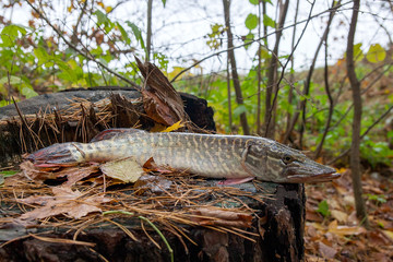 Freshwater pike fish lies on a wooden hemp..