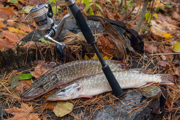 Freshwater pike fish lies on a wooden hemp and fishing rod with reel..