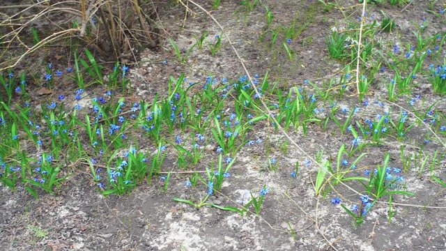 Snowdrops on the reserve's flowerbed.