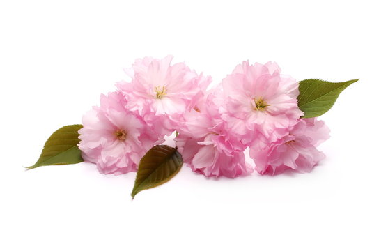 Pink cherry flowers blossoming in spring isolated on white background