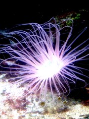 Underwater bright purple fliaments