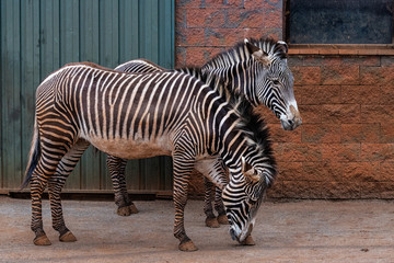 The Grevy's zebra (Equus grevyi), also known as the imperial zebra, is the largest living wild equid and the largest and most threatened of the three species of zebra.