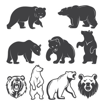 Illustrations of bears. Vector animals set