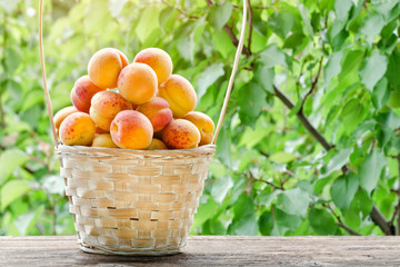 Basket with apricots in the garden on a background of greenery, sunlight