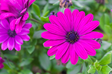 Pink florist´s daisy