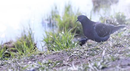 Pigeon on the shore of the pond. A gray bird by the river. The d