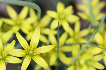 Kwiaty polne © Tomasz