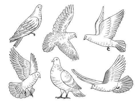 Illustrations set of pigeons. Hand drawn pictures of birds isolate on white