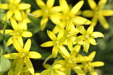 Kwiaty polne © Tomasz