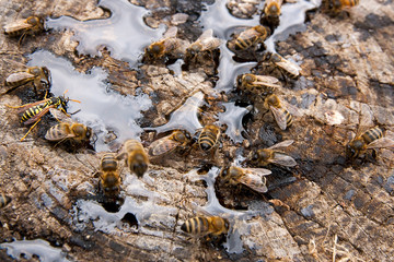Bees and wasp swarming on honey drops on vintage wooden background..