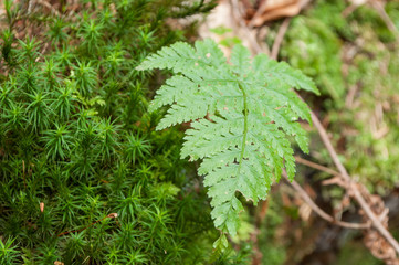 Closeup of fern leaf and moss in the forest