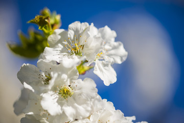 Blossoming cherry
