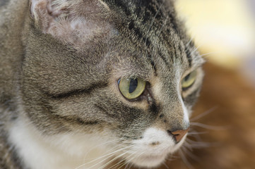 Gray cat with dark strips, white breast and large round green ey