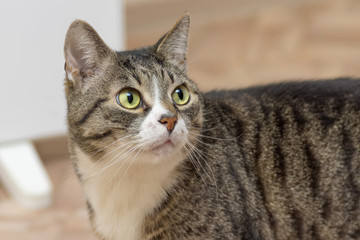 Naklejka na ściany i meble Gray cat with dark strips, white breast and large round green ey