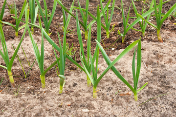 Young green garlic growing in the garden. Spring harvest. Rows in the ground.