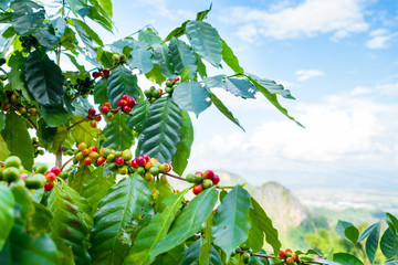 Fresh arabica coffee bean on tree at mountain northern of Thailand. - obrazy, fototapety, plakaty