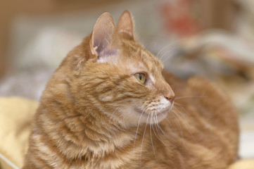 Fluffy red cat with big green eyes closeup