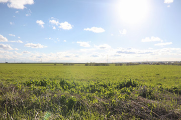 Fototapeta premium Landscape is summer. Green trees and grass in a countryside land