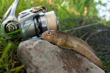 Close up view of freshwater bullhead fish or round goby fish just taken from the water on gray stone background and fishing rod with reel..