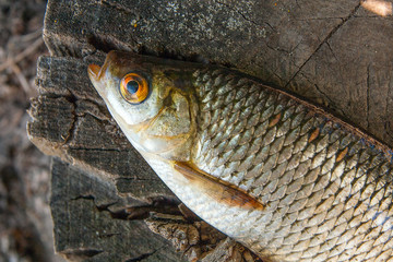 Close up view of single common rudd fish on natural vintage wooden background..