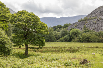 Fototapeta na wymiar Baum im Nationalpark Snowdonia - Wales
