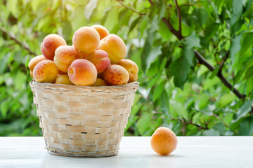 Full basket of apricots in the garden. Greenery on a background. Sunlight