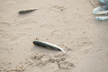 Flathead mullet, The fisherman caught selling fish country located on the beach for sale.