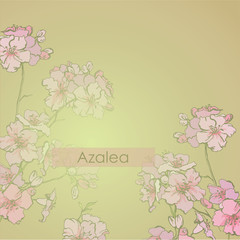 Spring flowering azalea. Flowering of pink azaleas in Korea. Lush inflorescences of azalea. Garden flowers in bloom. 