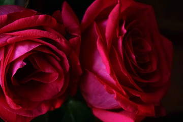 two lush bright pink roses closeup on dark background