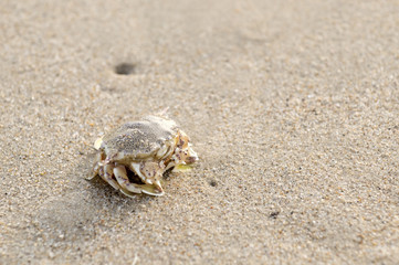A crab that walks on the beach, the seafront, the morning  