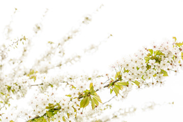 Close-up view of the little white flowers and branches of a blossoming apple tree against a white background with a shallow depth of field and a high-key treatment.