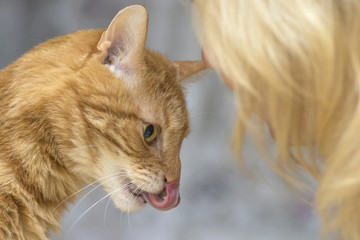 A red cat licks his nose with a pink tongue close-up