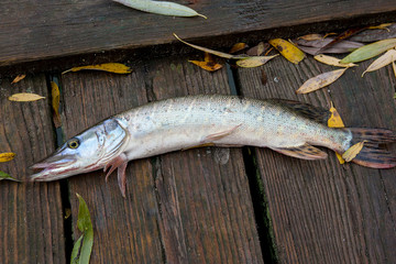 Freshwater pike on wooden background with yellow leaves.