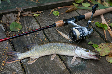 Freshwater pike and fishing equipment lies on wooden background with yellow leaves..