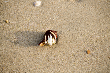 Hermit crab, that walks on the beach the seafront the morning    