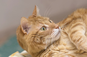 Fluffy red cat with big green eyes closeup