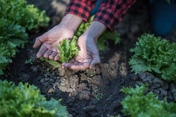 Two hands of woman carefully planting seedlings of salad in fertile soil in bigger pot.