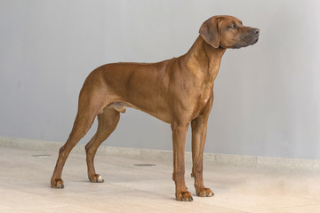 Rhodesian Ridgeback Shorthair Hound Dog