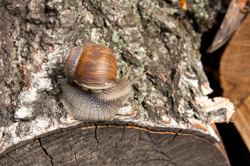 Burgundy snail (Helix, Roman snail, edible snail, escargot) crawling on the trunk of old aspen tree.
