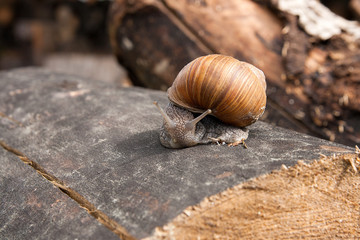 Close up view of Burgundy snail (Helix, Roman snail, edible snail, escargot) crawling on the trunk of old pine tree. .