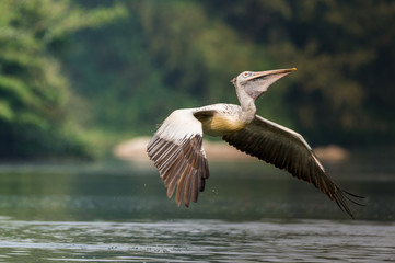 Spot-Billed Pelican (Pelecanus philippensis)