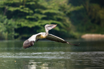 Spot-Billed Pelican (Pelecanus philippensis)