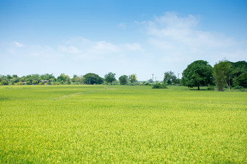 Green meadow under blue sky with clouds