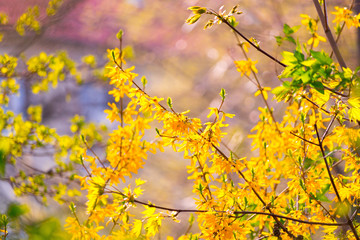 Forsythienzweig im Sonnenlicht